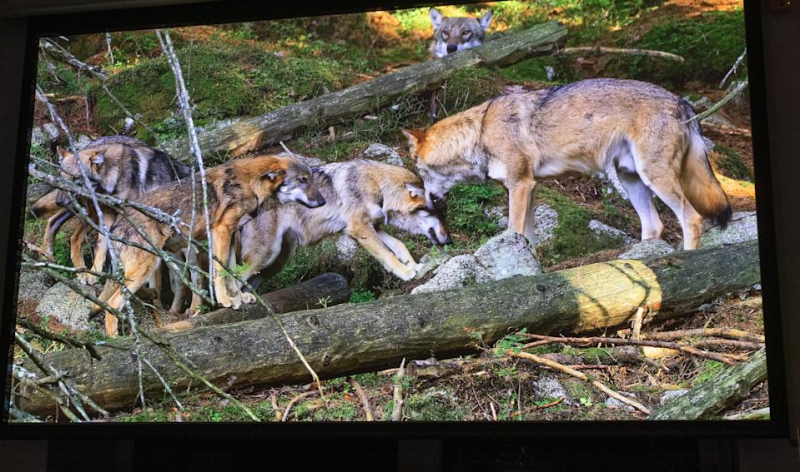 Valerion VisionMaster Max projector review: Near-perfect image quality comes at a price